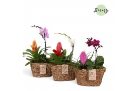 Arrangementen bromelia mix Java mand - Cupcake Basket + Phalaenopsis