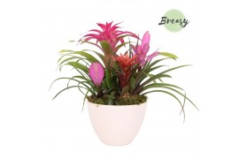 Arrangementen bromelia mix Panama keramiek - Pink Bowl