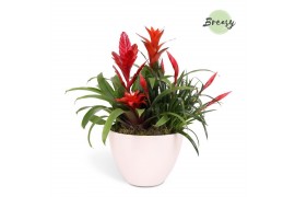 Arrangementen bromelia mix Panama keramiek - Red Bowl