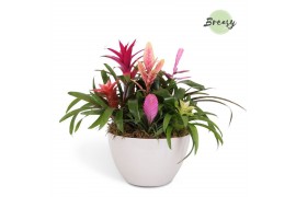 Arrangementen bromelia mix Grande Panama keramiek - Sweet Bowl