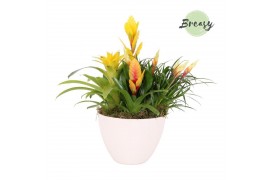 Arrangementen bromelia mix Panama keramiek - Yellow Bowl