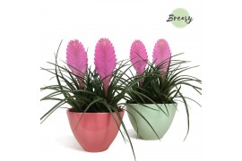 Arrangementen bromelia mix Tillandsia Vincent - BoraBora keramiek -  D