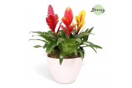 Arrangementen vriesea  Panama keramiek - Vriesea Triple Bowl