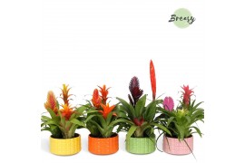 Arrangementen bromelia mix Cuba keramiek - Cupcake Bowl