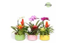 Arrangementen bromelia mix Cuba keramiek - Cupcake Bowl + Phalaenopsis