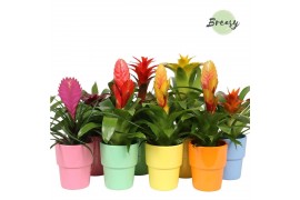 Bromelia mix Bromelia Cupcake Cancun