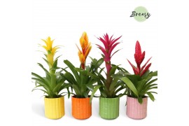 Bromelia mix Bromelia Cupcake Cuba