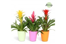 Bromelia mix Bromelia Cupcake Florence