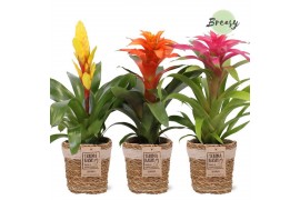 Bromelia mix Bromelia Cupcake Gaby