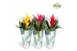 Bromelia mix Bromelia Cupcake Jungle Kraft