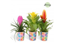 Bromelia mix Bromelia Cupcake potcover Burano