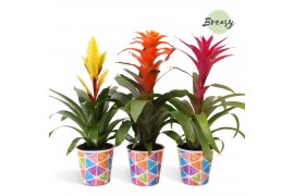 Bromelia mix Bromelia Cupcake Potcover Burano