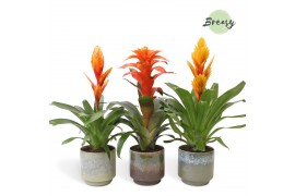 Bromelia mix Bromelia Green Corsica