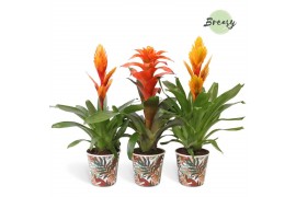 Bromelia mix Bromelia Green Potcover Ponza