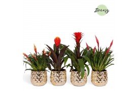 Bromelia mix Bromelia Royal Classic Royal Crown