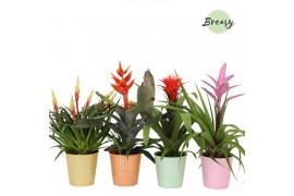 Bromelia mix Bromelia Royal Cupcake Orlando