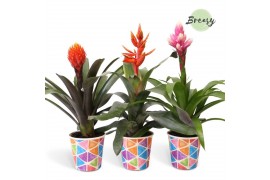 Bromelia mix Bromelia Royal Cupcake Potcover Burano