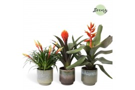 Bromelia mix Bromelia Royal Green Corsica