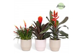 Bromelia mix Bromelia Royal Green Palma