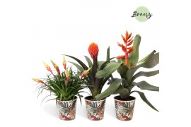 Bromelia mix Bromelia Royal Green Potcover Ponza