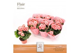 Begonia elatior du. borias Begonia Borias P14 DolcAmore® Flair Metalli