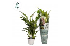 Spathiphyllum strauss 3+ bloem - AirSoPure