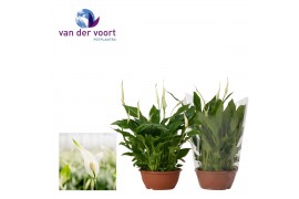 Spathiphyllum chopin 10+ bloem, Blanco hoes