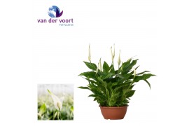 Spathiphyllum chopin 10+ bloem - Zonder hoes