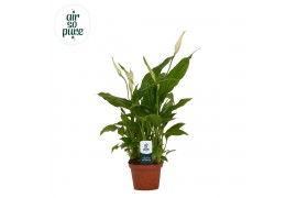 Spathiphyllum chopin 2+ bloem - AirSoPure