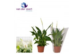 Spathiphyllum chopin 3+ bloem - Blanco hoes