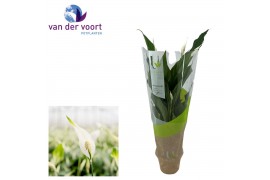 Spathiphyllum strauss 3+ bloem - Ultimo hoes