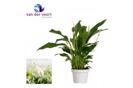 Spathiphyllum strauss 3+ bloem - Zonder hoes