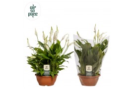 Spathiphyllum chopin 10+ bloem - AirSoPure