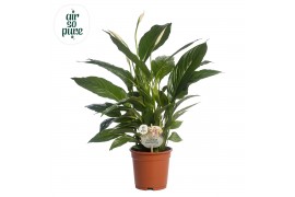 Spathiphyllum vivaldi 3+ bloem - AirSoPure, WOW-etiket