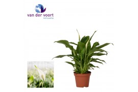 Spathiphyllum chopin 3+ bloem - Zonder hoes