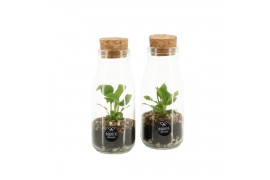 Arrangementen kamerplanten 90485: Terrarium