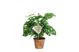 Monstera adansonii Kokospot - Natures Chance