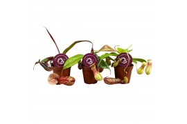 Nepenthes mix