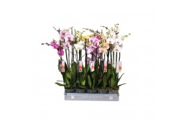 Phalaenopsis mix 3 tak - 22+ bloemen italy mix