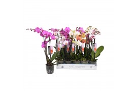 Phalaenopsis mix 3 tak - 18+ bloemen