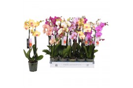 Phalaenopsis mix 3 tak - 18+ bloemen