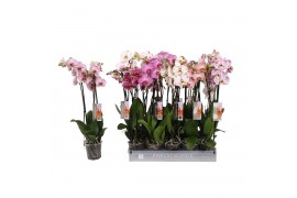 Phalaenopsis mix 3 tak - 22+ bloemen special mix