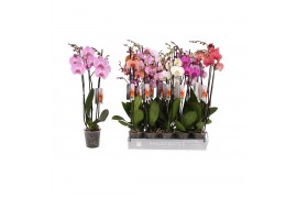 Phalaenopsis mix 3 tak - 22+ bloemen