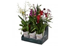 Orchidee mix 2 tak in showdoos