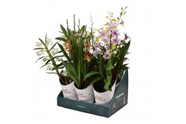 Orchidee mix 3 tak in showdoos