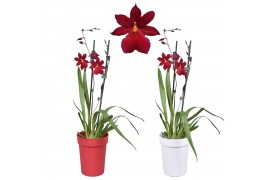 Burrageara nelly isler cambria red velvet 2 tak met rode en witte pot