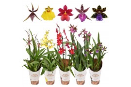 Orchidee mix 2 tak