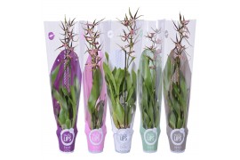 Orchidee MoreLIPS® Brassia mix 1 tak met taupe, witte, groene, roze en