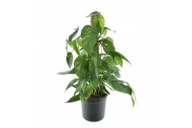 Epipremnum pinnatum mosstok variegata