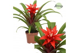 Guzmania confetti